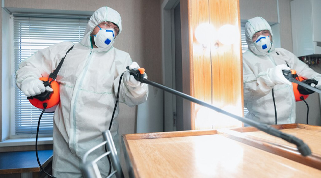 Уничтожение клопов в квартире: как избавиться от надоедливых паразитов